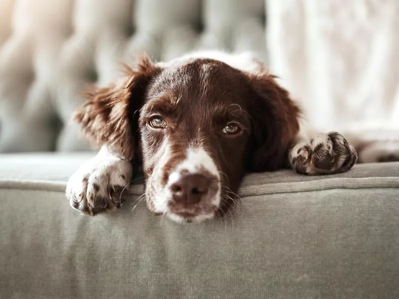 house dog